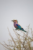 Lilac-breasted Roller