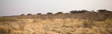 Tau Pan Camp