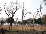 Delta Islands I