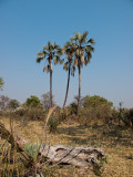 Palms