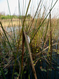 White Frog