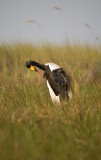Saddle-billed Stork