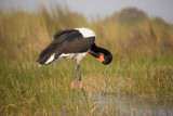 Saddle-billed Stork
