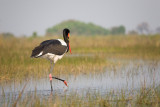 Saddle-billed Stork