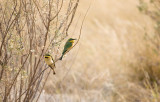 _MG_3924wp750.jpg
