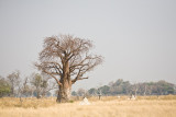 Baobab Tree