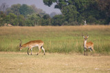 Red Lechwe