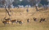 Red Lechwe