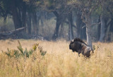 Blue Wildebeest