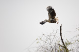 Fish Eagle