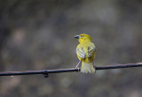 _MG_4168wp750.jpg