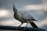 Grey Lourie