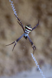 Saint Andrews Cross Spider