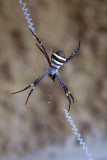 Saint Andrews Cross Spider