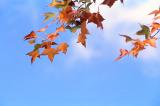 Maple on Blue I