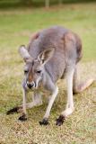 Roo