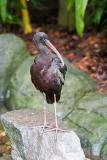 Glossy Ibis