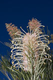 Grevillea - Superb