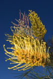 Grevillea - Honey Gem