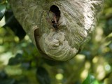 Wasps nest