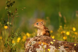 Chipmunk, Routt National Forest