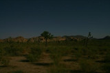 3633 Moonlit Joshua Tree.jpg