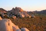 3648 Hidden Valley Joshua Trees.jpg