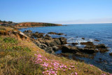 4229 Pacific Ocean Cambria.jpg