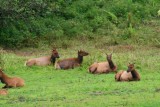 4622 Elk at Redwoods NP.jpg