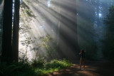 4678 Redwoods Sun rays.jpg