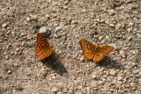 5166 Butterflies Sawtooth.jpg