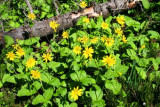 6549 Flowers Cavell Meadows.jpg