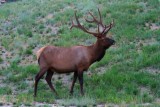 6653 Bull Elk Jasper.jpg