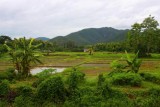 1383 Paddy fields and hills.jpg