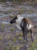 Bull caribou with their harems were all over the roads