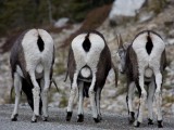 Butt, Butt, Butt!  South end of stone sheep going north