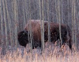 Bison in the trees