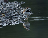 Killdeer