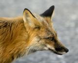 Foxs face