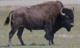 This is a spring photo of a bison along the road