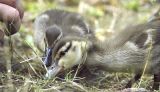 feeding the ducks