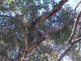 KangarooIsland_Koala@HansonBay9055.JPG