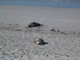 KangarooIsland_SeaLions@SealBay8976.JPG