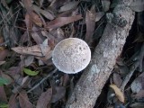 WhiteToadStool1.jpg