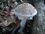 WhiteToadStool2.jpg