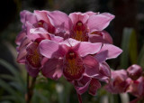 Orchids at Hm Rồng (Dragon Jaw Mountain)