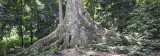 Ancient Tree Panorama