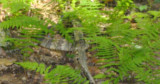 Can you see it?  We didnt either...timber rattlesnake
