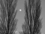 Moon caught between two trees.......