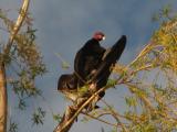 A Vulture in a tree.........